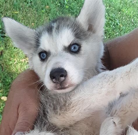 As alaskan huskies are, gizmo does have a high prey drive and he is required to go to a home without cats because he does like to chase them, unfortunately. Alaskan Husky Puppies For Sale | Hartville, MO #303198