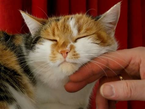 人與貓多互動，貓兒身、心更健康 Kiwidom Cat Blog