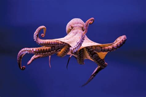 What Do Octopus Eat A Guide On What Octopus Eat