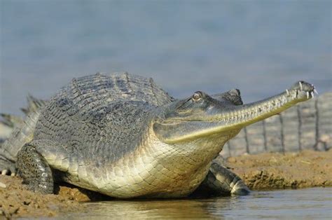 Gharials Gavialis Gangeticus Or Fish Eating Crocodiles Are