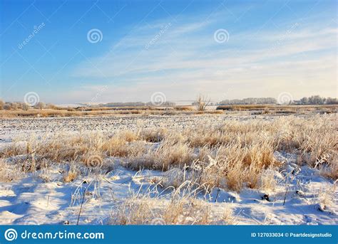 First Frost In Field White Withered Grass Under Snow And Trees Line In