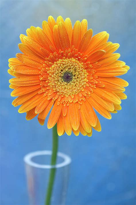 Orange Gerbera Daisy Propped In Glass Vase Photograph By Photography By