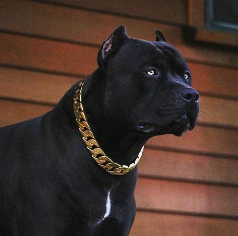 Black Beauty Pitbull Terrier Pitbull Dog Pitbulls