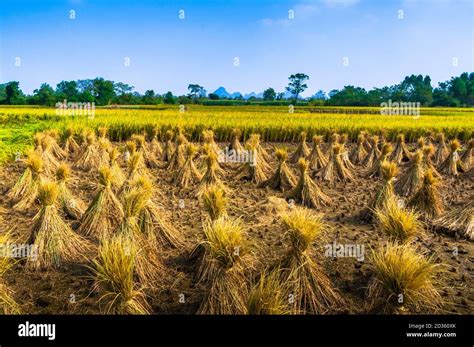 Rice Plant And Field Scenery In Autumn Stock Photo Alamy