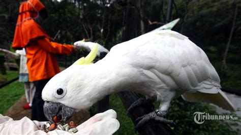 Gambar Paruh Burung Pemakan Daging