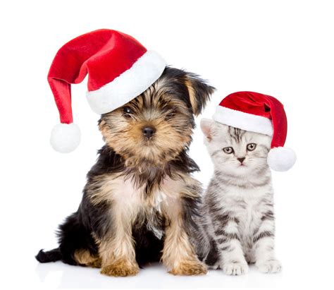 Puppy And Kitten With Santa Hats