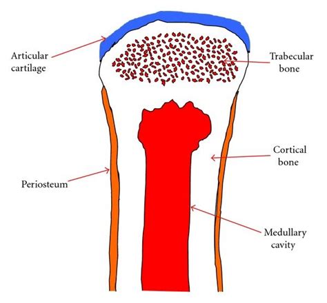 Schematic Diagram Of A Portion Of A Long Bone Showing The Articular