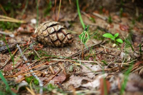 Pine Twig Growing From Seed In Front Of Pinecone Lying On Ground With