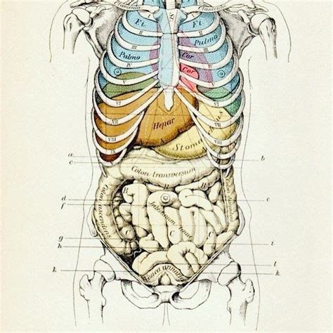 Most relevant best selling latest uploads. Rib Cage And Organs - 1903 Original Anatomy Illustration. Human Torso, Abdomen ... - It encloses ...