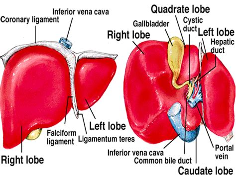 Quadrate Lobe Of Liver At Duckduckgo Anatomy Organs Anatomy And