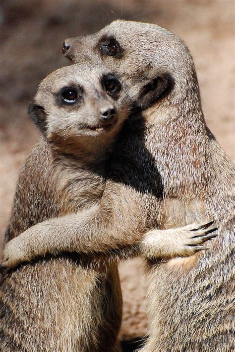 Weve Gathered Our Favorite Ideas For Hugging Meerkats By