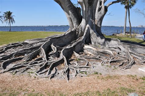 Banyan Tree Roots In Naples Fl Smithsonian Photo Contest