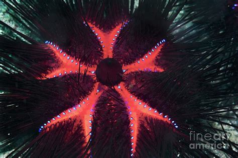 Long Spined Sea Urchin Photograph By Georgette Douwmascience Photo