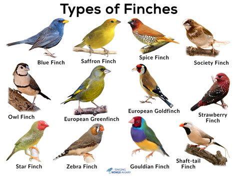 Finches List Of Types With Pictures And Care Tips Singing Wings Aviary