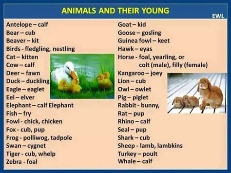 Male Female And Young Animals A Guide To Baby Animals Eslbuzz