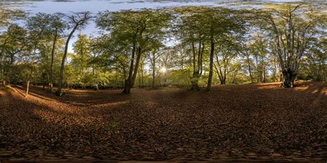 360 Hdri Panorama Of Epping Forest 4 In High 30k 15k Or 4k Resolution
