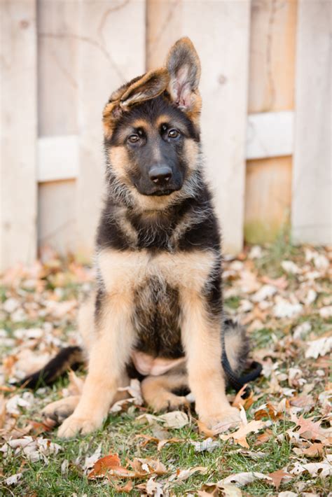 German Shepherd Puppy Sitting This Is An Image Of An Adorable German