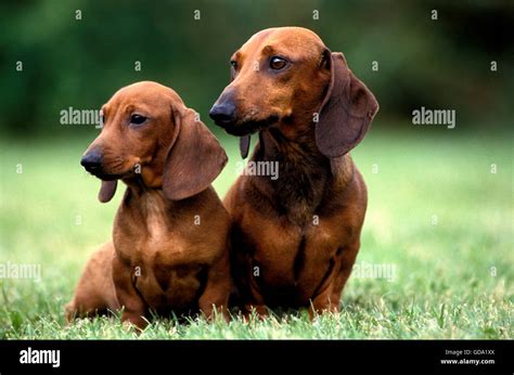 Smooth Haired Dachshund Stock Photo Alamy