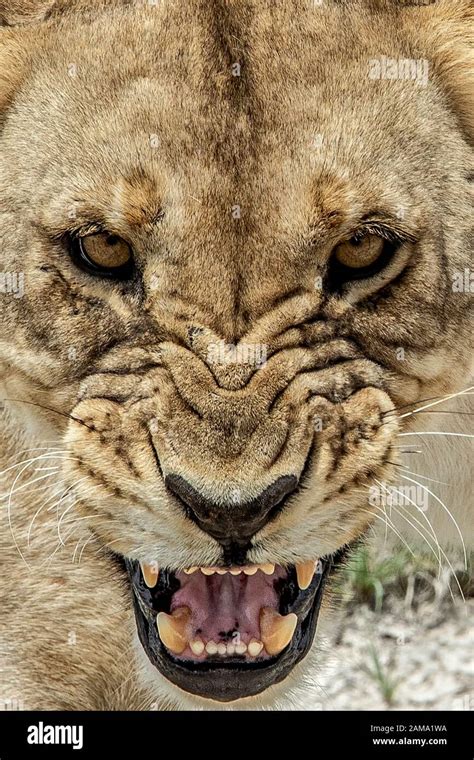 Top 999 Angry Lion Images Amazing Collection Angry Lion Images Full 4k