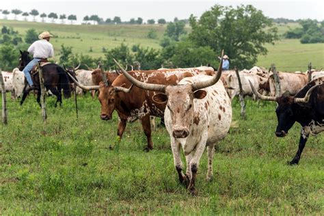 Texas Longhorns On The Move At The 1800 Acre Lonesome Pine Ranch A