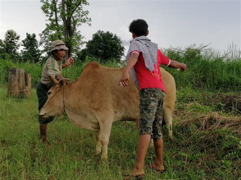 Vaccination Programme For Domestic Animals In Myanmar Iucn
