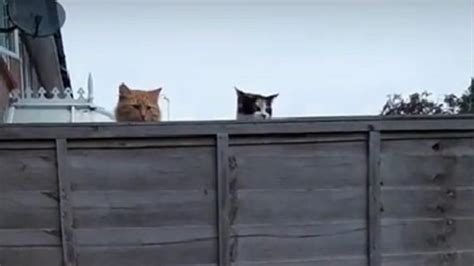 Gatos Curiosos Se Vuelven Viral En Youtube Por Espiar A Un Perro — Fmdos