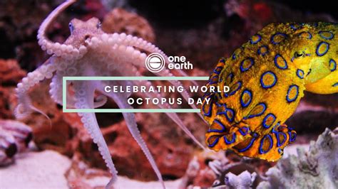 Celebrating World Octopus Day One Earth Youtube