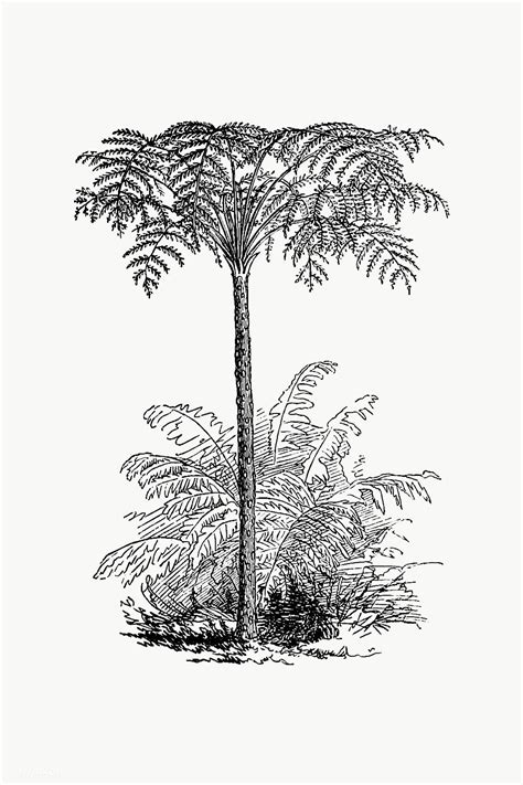 Drawing Of A Reinforced Tree Fern Free Image By Tree