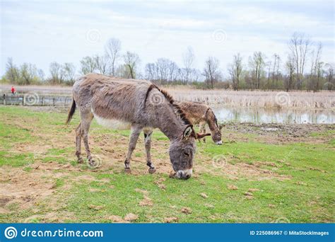 Donkeys Grazing On Pasture Domestic Animal Balkan Donkey Nature
