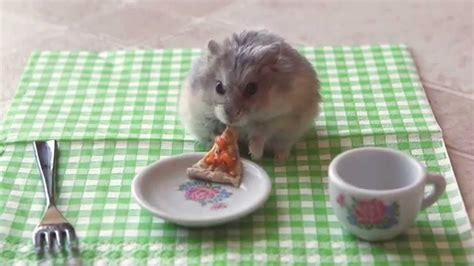 A Tiny Hamster Eating A Tiny Slice Of Pizza Cute Animals Cute