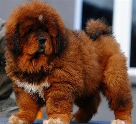 How Much Is A Tibetan Mastiff Puppy Petsidi