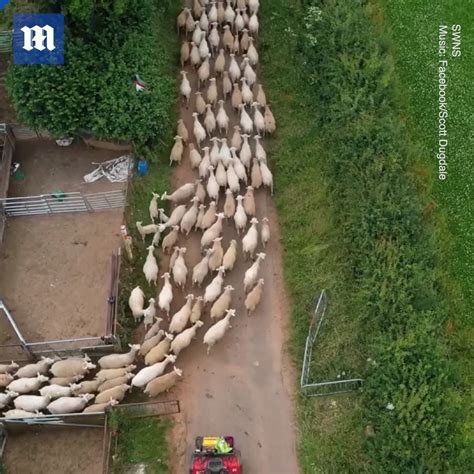Drone Footage Captures Flock Of Sheep Look At These Sheep Go 🐑🐑