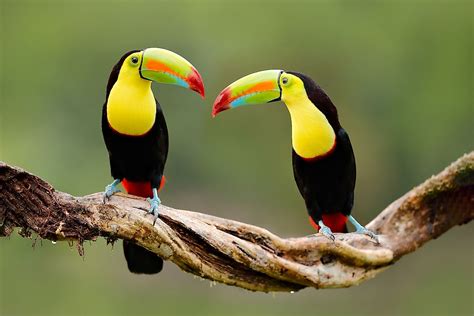 Tropical Rainforest Biome Animals List