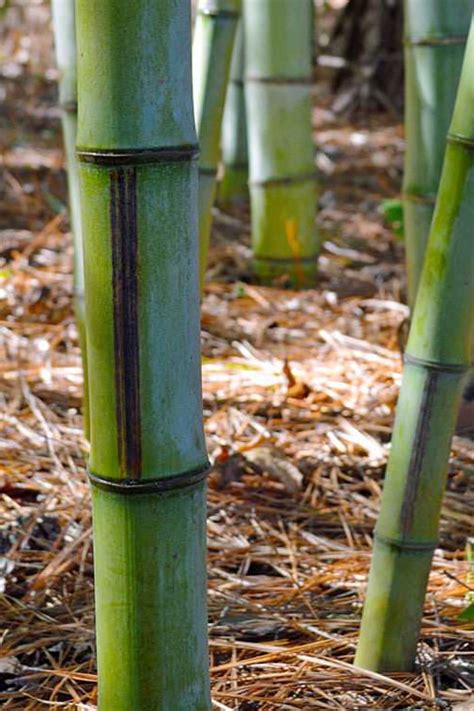 Buy Black Stripe Bamboo Free Shipping 3 Gallon Size Phyllostachys