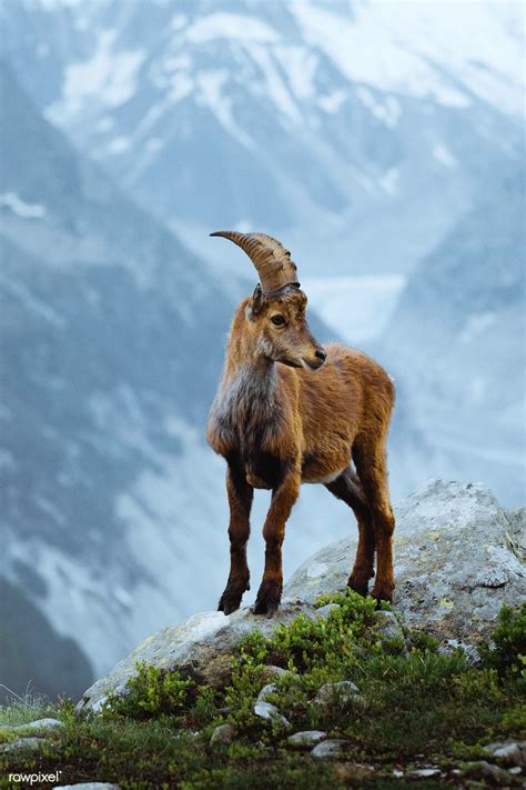 Alpine Ibex In The French Alps Free Image By Ibex Goat