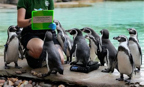 Animals Of London Zoo Get Annual Weigh In