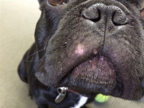 Deb My French Bulldog Has What Looks Like A Pimple Just Below Is Nose