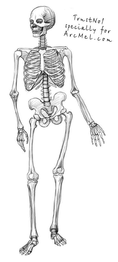 How To Draw A Skeleton Step By Step Skeleton Drawings Anatomy Art