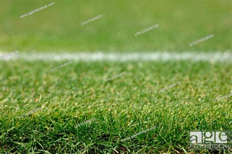 Ground Level View Of A Sports Field Stock Photo Picture And Royalty