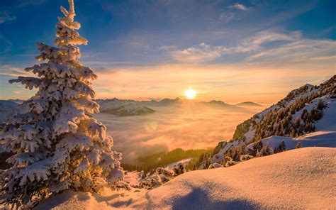 Download Sky Tree Snow Fog Landscape Winter Nature Sunrise Hd Wallpaper