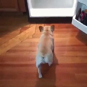 холодильник собакен животные гиф анимация гифки ПРИКОЛЬНЫЕ