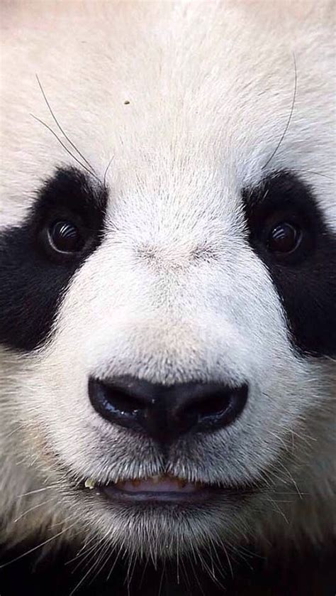 Panda Close Up Panda Bear Panda Bear