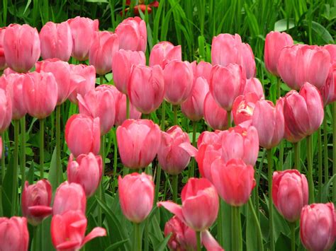 Hinh Nen Hoa Tulip