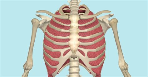The buccinator muscle compresses the cheek. Internal and External Intercostal Muscles, Their ...