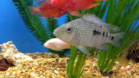 Are you interested in starting a saltwater aquarium but not sure where to start or what fish to get? Freshwater Aquarium Fish Species For Tropical Tanks