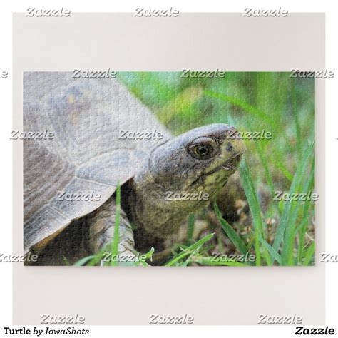 Turtle Jigsaw Puzzle Turtle Reptile Turtle Jigsaw Puzzles