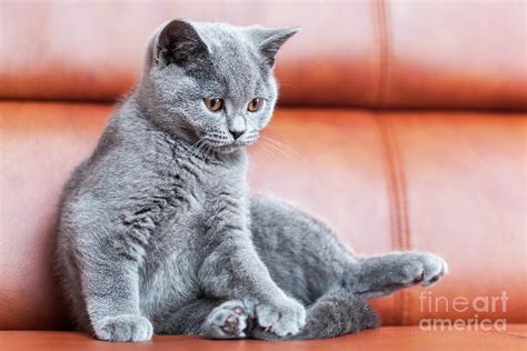 Blue British Shorthair Cute 81021 Nama Untuk Kucing Comel Lucu Dan Unik