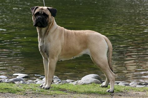 Bullmastiff Dog Dogs Wallpapers Hd Desktop And Mobile Backgrounds