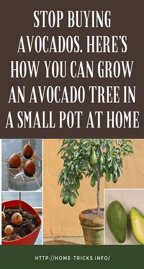 Check spelling or type a new query. Stop Buying Avocados. Here's How You Can Grow an Avocado ...