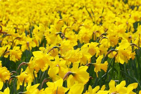 Close Up Of A Beautiful Yellow Daffodil Field In The Light Of The